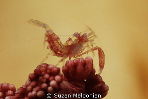 Red Claw by Suzan Meldonian 